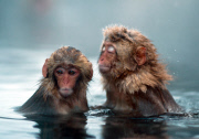 Japanese snow monkeys, Jigokudani, Nagano, Japan - Dec 2011