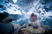 Japanese snow monkeys, Jigokudani, Nagano, Japan - Dec 2011