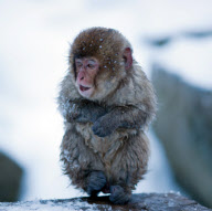 Japanese snow monkeys, Jigokudani, Nagano, Japan - Dec 2011