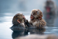 Japanese snow monkeys, Jigokudani, Nagano, Japan - Dec 2011