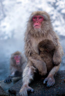 Japanese snow monkeys, Jigokudani, Nagano, Japan - Dec 2011