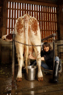 Chrissie Hynde photographed at cruelty free farm, Bhaktivedanta Manor, north London.