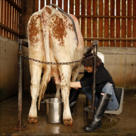 Chrissie Hynde photographed at cruelty free farm, Bhaktivedanta Manor, north London.