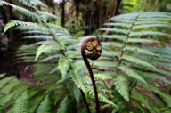 New Zealand  - Jan 2012