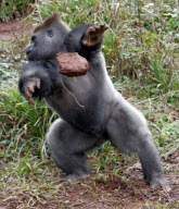 Gorilla throws mud and rocks at photographers taking his picture at Paignton Zoo, Devon, Britain - 21 Feb 2012