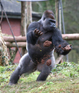 Gorilla throws mud and rocks at photographers taking his picture at Paignton Zoo, Devon, Britain - 21 Feb 2012