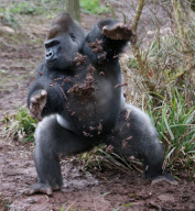 Gorilla throws mud and rocks at photographers taking his picture at Paignton Zoo, Devon, Britain - 21 Feb 2012