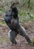 Gorilla throws mud and rocks at photographers taking his picture at Paignton Zoo, Devon, Britain - 21 Feb 2012