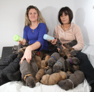 27 Doggen-Welpen bescheren Züchterin Rekordnachwuchs