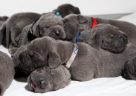 27 Doggen-Welpen bescheren Züchterin Rekordnachwuchs