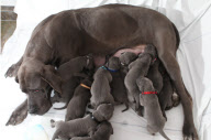 27 Doggen-Welpen bescheren Züchterin Rekordnachwuchs