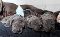 27 Doggen-Welpen bescheren Züchterin Rekordnachwuchs