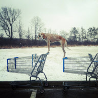 Collection of photos of dog stands on random objects, America  - 23 Feb 2012
