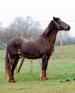 Ältestes Pferd der Welt: Irish Draught Horse Chestnut Mix Shayne lebt mit 51 Jahren in Essex