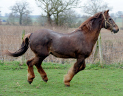 Ältestes Pferd der Welt: Irish Draught Horse Chestnut Mix Shayne lebt mit 51 Jahren in Essex