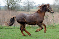 Ältestes Pferd der Welt: Irish Draught Horse Chestnut Mix Shayne lebt mit 51 Jahren in Essex
