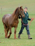 Ältestes Pferd der Welt: Irish Draught Horse Chestnut Mix Shayne lebt mit 51 Jahren in Essex