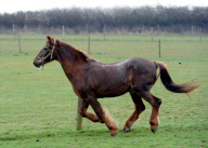 Ältestes Pferd der Welt: Irish Draught Horse Chestnut Mix Shayne lebt mit 51 Jahren in Essex