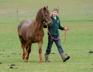 Ältestes Pferd der Welt: Irish Draught Horse Chestnut Mix Shayne lebt mit 51 Jahren in Essex