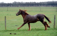 Ältestes Pferd der Welt: Irish Draught Horse Chestnut Mix Shayne lebt mit 51 Jahren in Essex