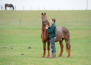 Ältestes Pferd der Welt: Irish Draught Horse Chestnut Mix Shayne lebt mit 51 Jahren in Essex
