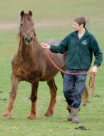 Ältestes Pferd der Welt: Irish Draught Horse Chestnut Mix Shayne lebt mit 51 Jahren in Essex