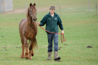 Ältestes Pferd der Welt: Irish Draught Horse Chestnut Mix Shayne lebt mit 51 Jahren in Essex