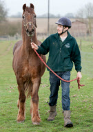 Ältestes Pferd der Welt: Irish Draught Horse Chestnut Mix Shayne lebt mit 51 Jahren in Essex