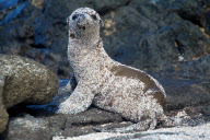 sea lion pup