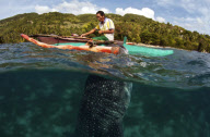 Whale sharks eating krill thrown into the sea by fishermen in Tan-awan, Oslob, Philippines - 22 Dec 2011
