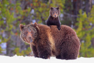 Baby grizzly bear climbs on mother's back at Yellowstone National Park, Wyoming, America - 26 May 2011