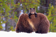 Baby grizzly bear climbs on mother's back at Yellowstone National Park, Wyoming, America - 26 May 2011