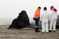 Toter Pottwal am Strand von Knokke-Heist
