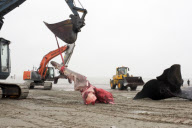 Toter Pottwal am Strand von Knokke-Heist