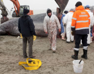 Toter Pottwal am Strand von Knokke-Heist
