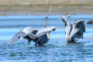 Birds fight for the best fishing spots, Elkhorn Slough, Moss Landing, California, America - 06 Mar 2012