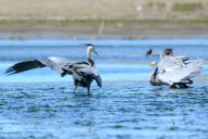 Birds fight for the best fishing spots, Elkhorn Slough, Moss Landing, California, America - 06 Mar 2012