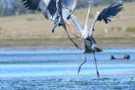 Birds fight for the best fishing spots, Elkhorn Slough, Moss Landing, California, America - 06 Mar 2012