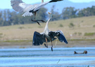 Birds fight for the best fishing spots, Elkhorn Slough, Moss Landing, California, America - 06 Mar 2012