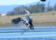 Birds fight for the best fishing spots, Elkhorn Slough, Moss Landing, California, America - 06 Mar 2012