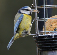 'Beakie' the Blue Tit who has an unusually long, over-grown beak, Hampshire, Britain - 03 Mar 2012