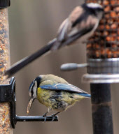 'Beakie' the Blue Tit who has an unusually long, over-grown beak, Hampshire, Britain - 03 Mar 2012