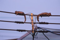 Sleeping squirrels lying on power lines, Montreal, Canada - 24 Feb 2012