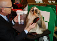 Crufts Dog Show, NEC Birmingham, Britain - 08 Mar 2012