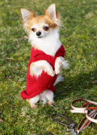 Crufts Dog Show, NEC Birmingham, Britain - 08 Mar 2012