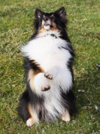 Crufts Dog Show, NEC Birmingham, Britain - 08 Mar 2012