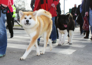 Crufts Dog Show, NEC Birmingham, Britain - 08 Mar 2012