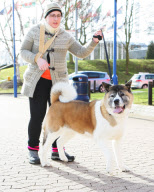 Crufts Dog Show, NEC Birmingham, Britain - 08 Mar 2012
