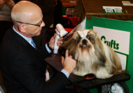 Crufts Dog Show, NEC Birmingham, Britain - 08 Mar 2012