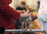 Crufts Dog Show, NEC Birmingham, Britain - 08 Mar 2012